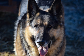 Old Farm Dog