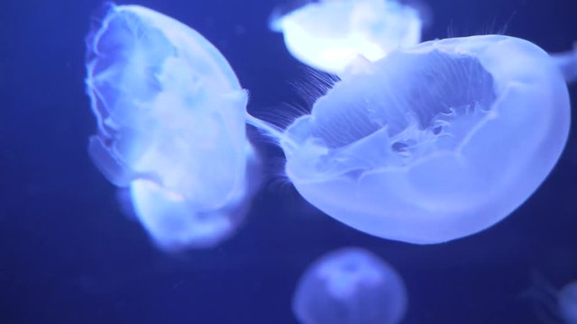 Group of jellyfishes swimming slowly.