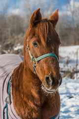 Brown Morgan Horse closeup in Snow