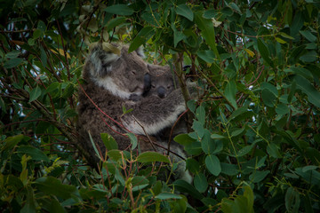 koalas