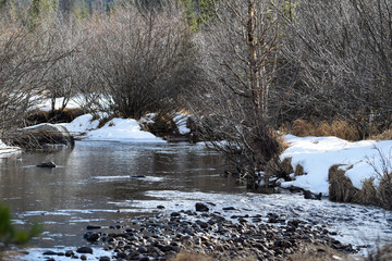 Rocky Mountain National Park Stream