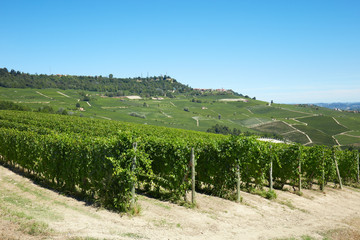 Fototapeta na wymiar Green vineyards in a sunny day in Italy, blue sky
