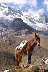 A Lonely horse in Peru