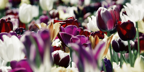 Obrazy na Szkle  tulipany ciemnofioletowa biała koncepcja