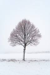 Fototapeta na wymiar Winter in Skåne, Sweden 1
