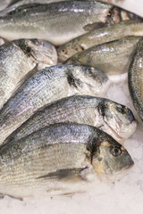 Gilthead (Sparus aurata) on ice at the seafood booth. Healthy and healthy food