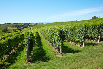 Fototapeta na wymiar Vineyards in a sunny day, blue sky
