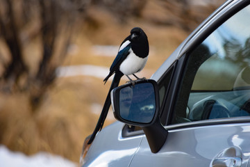 Bird on Mirror