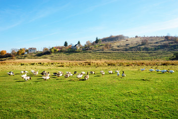 Fototapeta na wymiar The herd of white adult geese grazing at the countryside on the