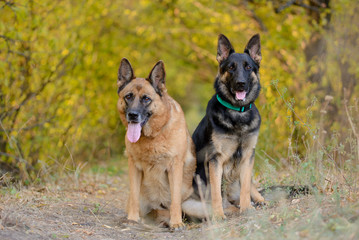 Two German shepherds of dark and light color