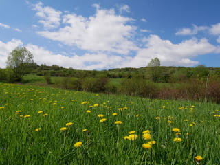 Fresh bright yellow dandelion flowers. A beautiful spring day. A green meadow full of yellow dandelions