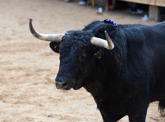 bull in spain