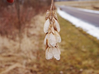 Box Elder samaras in winter