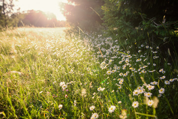 Blumenwiese mit Gänseblümchen im Sommer