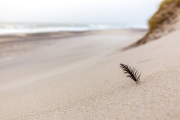 Feather in the sand near Sondervig
