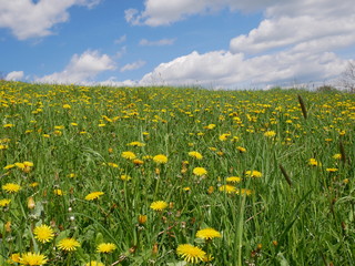 Obraz premium Fresh bright yellow dandelion flowers. A beautiful spring day. A green meadow full of yellow dandelions