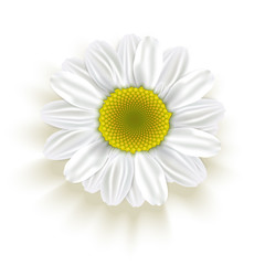 Daisy Flower  isolated on white. Vector illustration