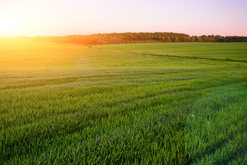 Morning landscape with green field, traces of tractor in sun ray