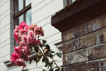 Rosa Rosen neben Steinmauer