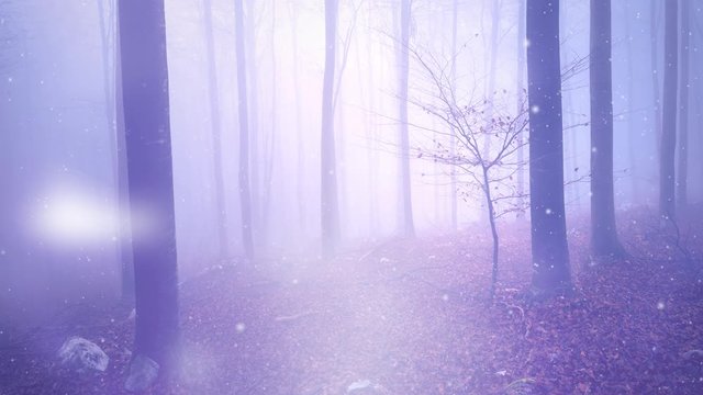 Mystic light animation in foggy fairytale forest landscape.