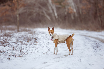 The Basenji dog walks in the park. Winter cold day. Snow falls
