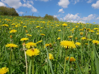 Fresh bright yellow dandelion flowers. A beautiful spring day. A green meadow full of yellow dandelions