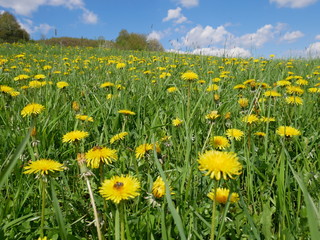 Fresh bright yellow dandelion flowers. A beautiful spring day. A green meadow full of yellow dandelions