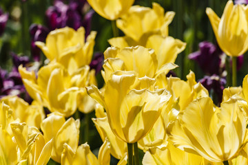 tulips in a spring park