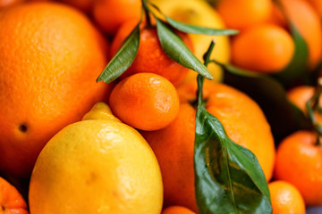 Close-up of various citrus fruits