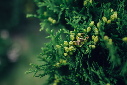 Two wedding rings on a vine branch with blurred backgroung