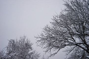 Bushes and trees in winter covered with snow