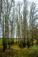 Birch grove in autumn