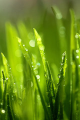 Fresh green grass with water drops on the background of sunlight beams. Soft focus.Spring theme.Concept freshness