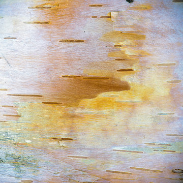 Birch tree bark natural texture with grain and markings