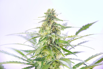 Cannabis flower in full bloom isolated over white
