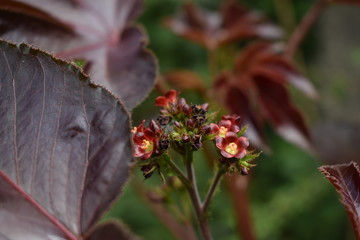 Flor vermelha (red flower)