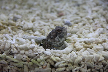 水底から顔を出すスポットフィンジョーフィッシュ