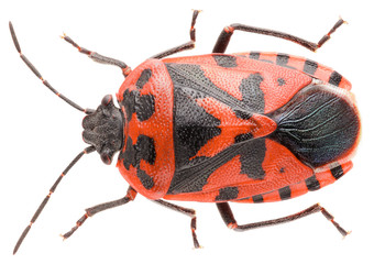 The shield bug Eurydema ventralis isolated on white background, dorsal view of red bug