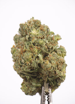 Dried cannabis bud (scout master strain) isolated over white