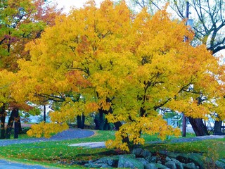 Yellow Tree at Kring Point State Park