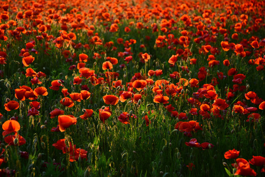 Remembrance Day also known as Poppy or Armistice day.