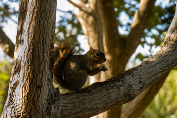 Squirrel sitting in tree with leaves and trees in background