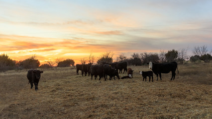 Fototapeta na wymiar cows at sunset