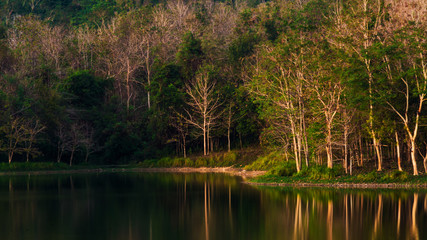 Fototapeta na wymiar landscape of the forest in Thailand