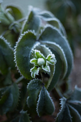 frosty plant