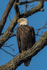 Bald Eagle on Tree Limb