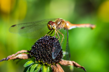 Macro of a dragonfly on an echinacea bloom.