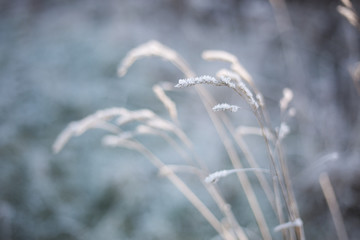snow on grass