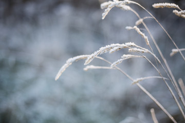 snow on grass