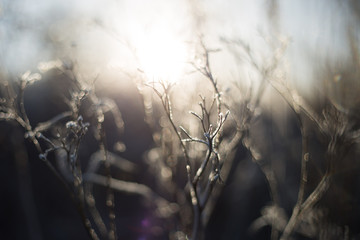 snow on grass